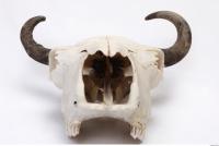 animal skull 0026